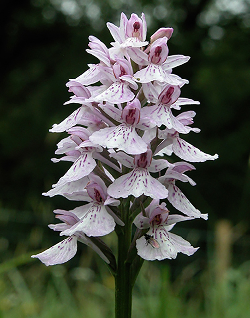 Heath Spotted-orchid - Dactylorhiza maculata