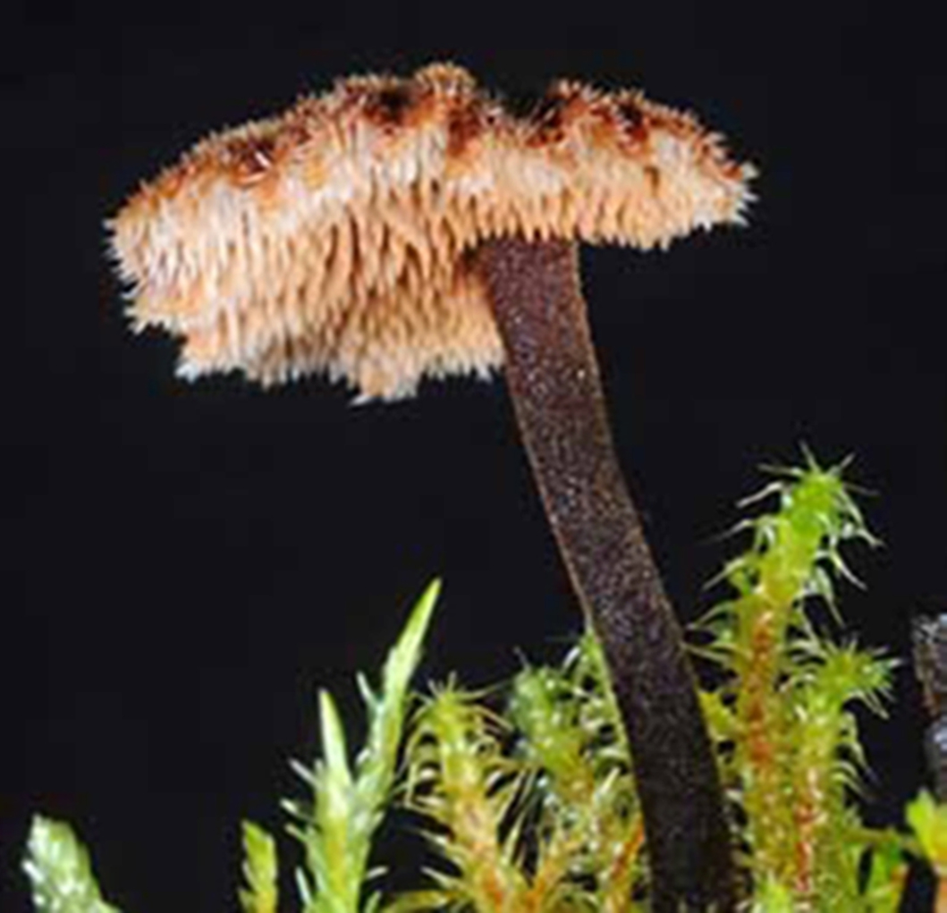 Pinecone Mushroom - Auriscalpium vulgare 