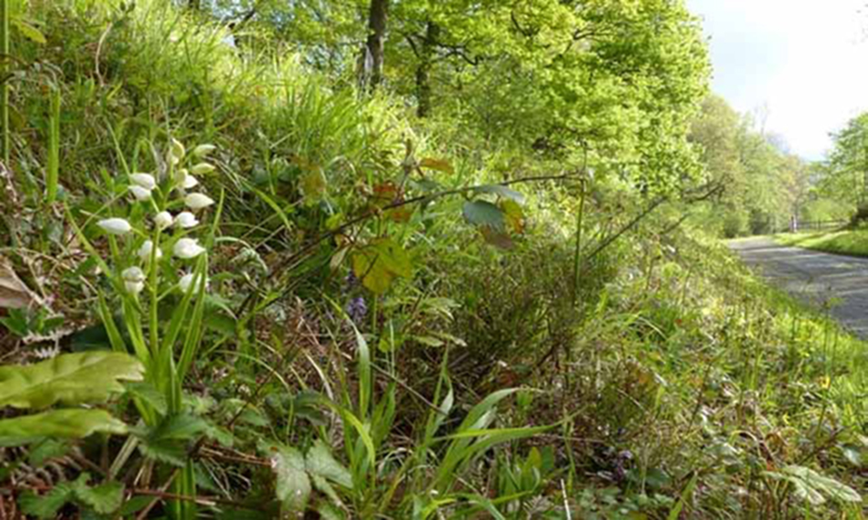 Narrow-leaved Helleborine - Cephalanthera longifolia