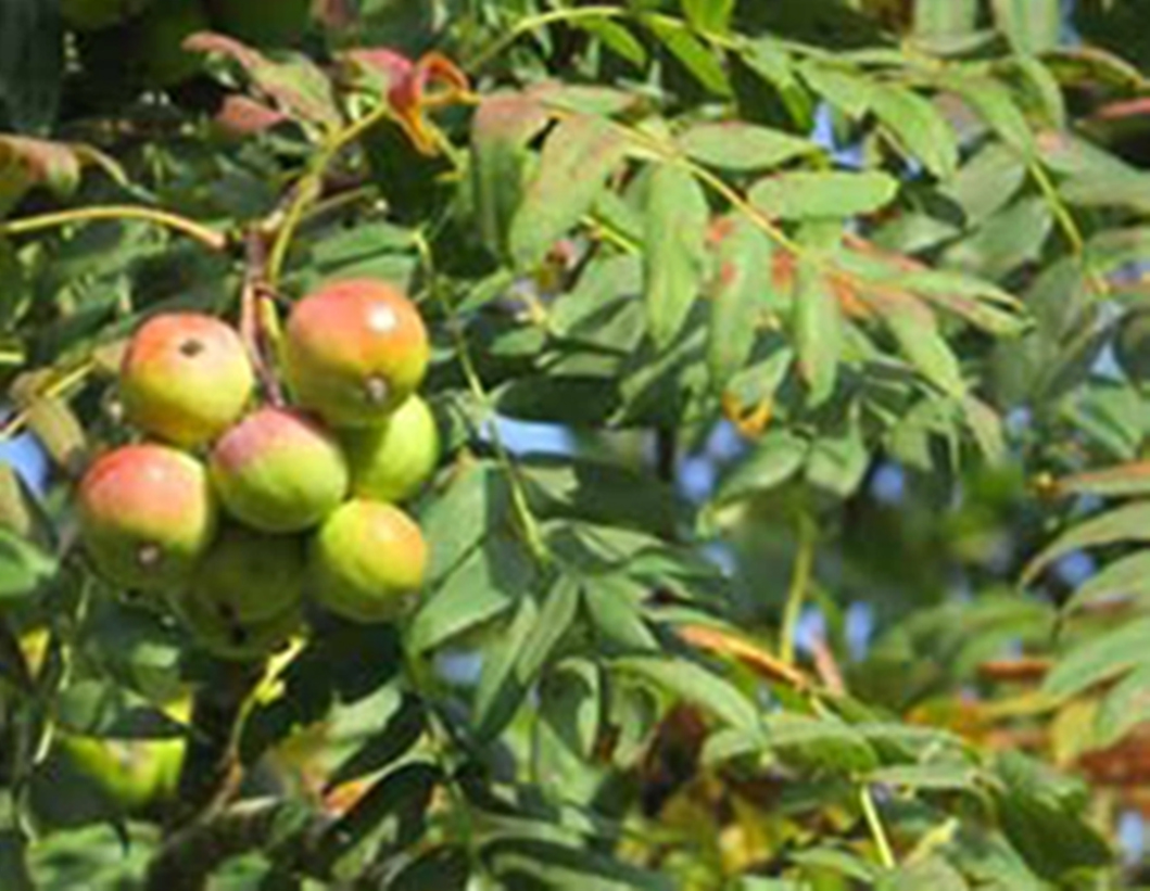 True Service  - Sorbus domestica - leaf and fruit