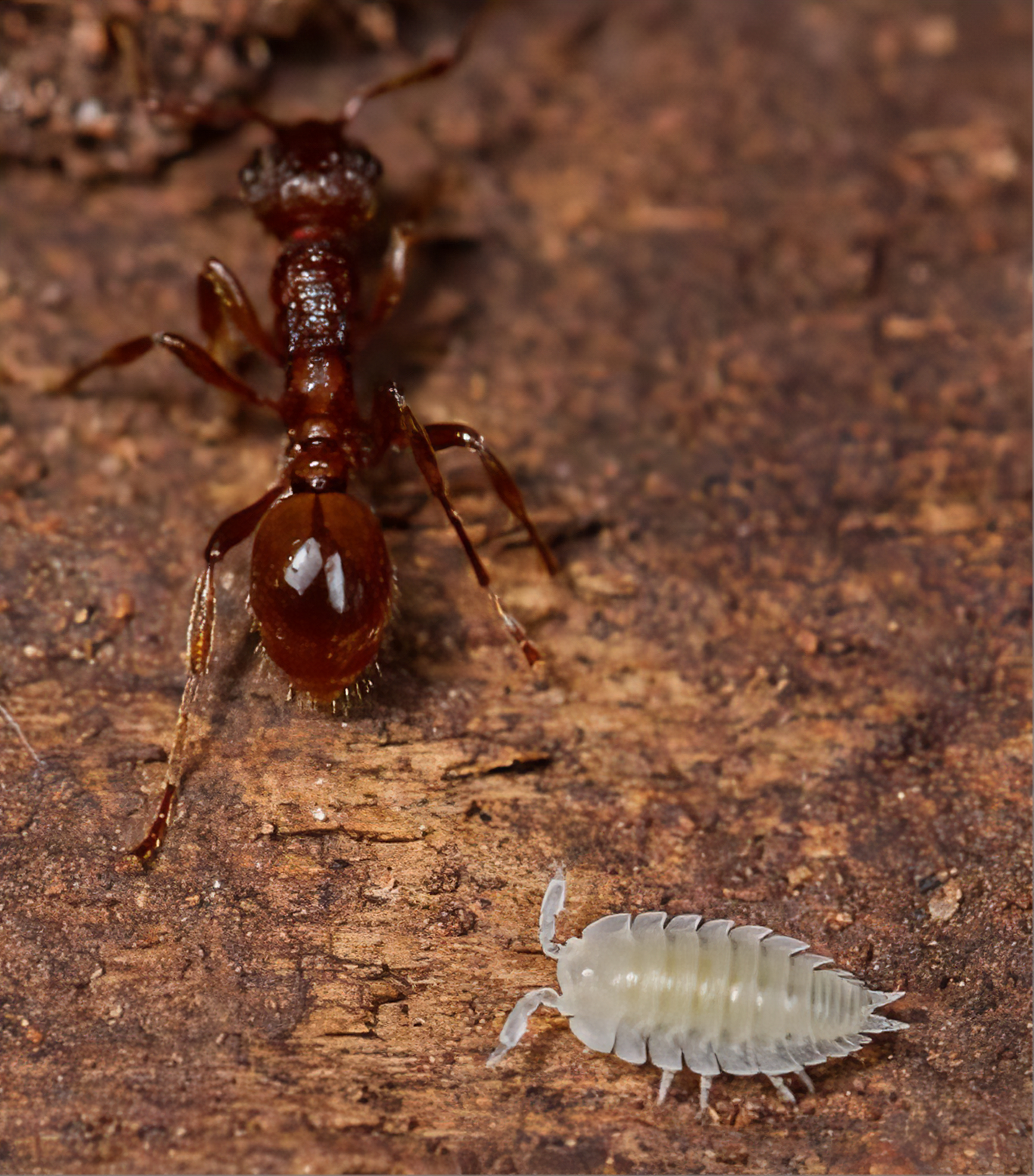 Ant and Woodlouse