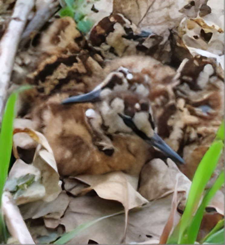Woodcock chicks - Scolopax rusticola