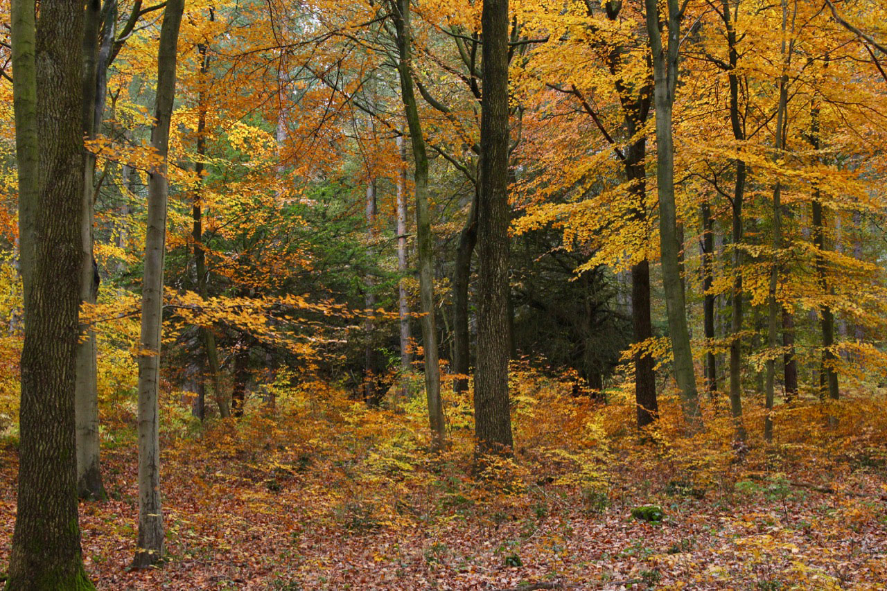 Autumn woodland - © Rosemary Winnall