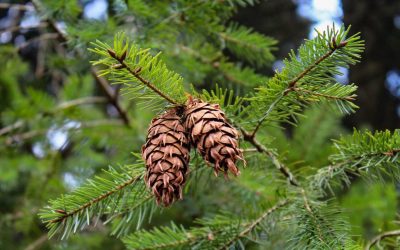 Douglas-fir cones (Pseudotsuga menziesii)