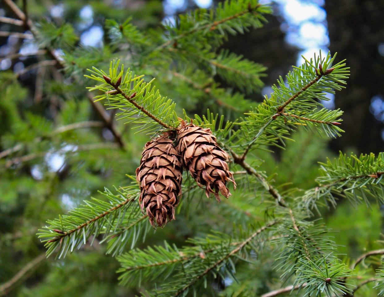 Douglas-fir cones - © Rosemary Winnall