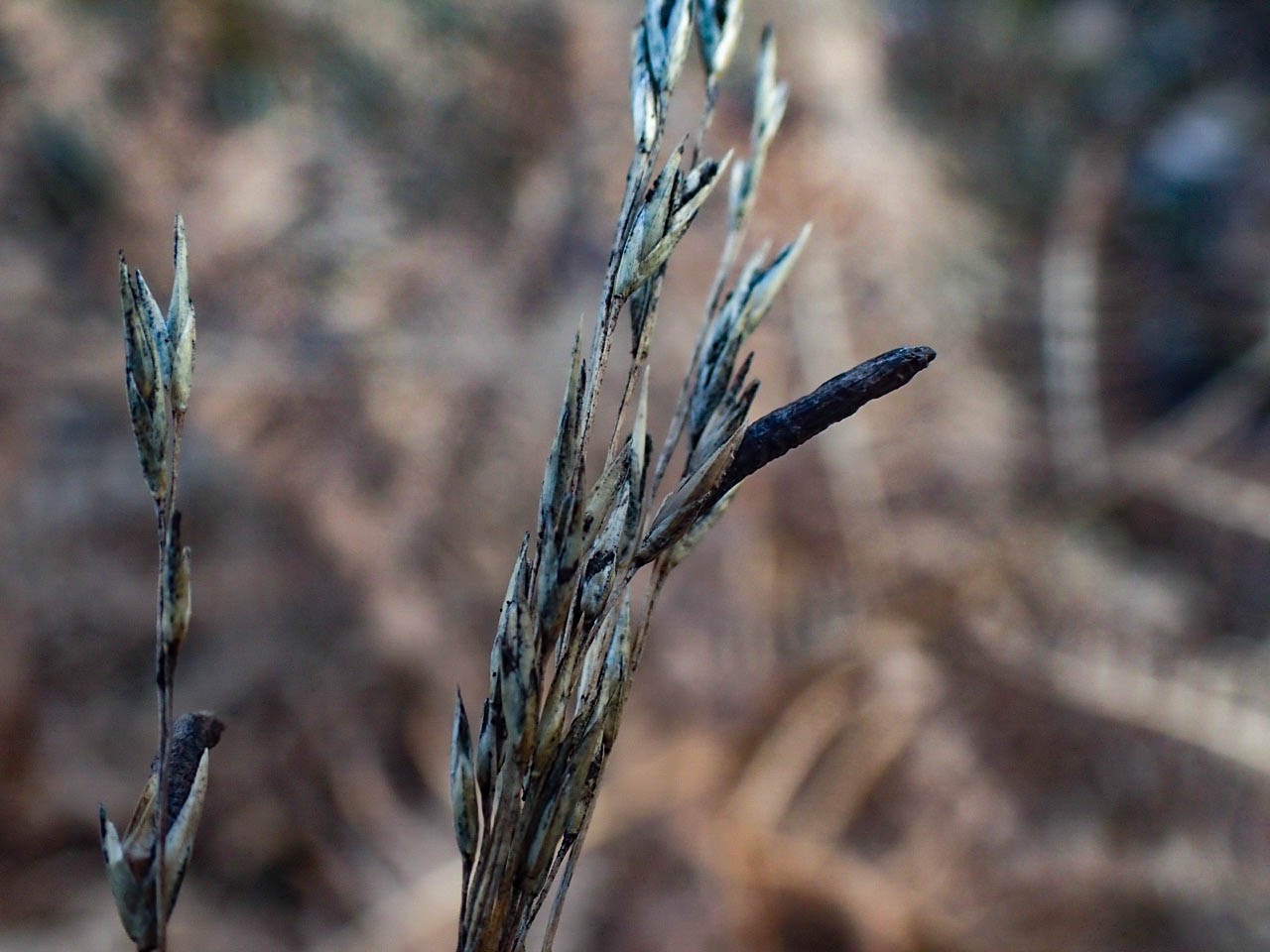 Ergot in Purple Moor Grass - © Rosemary Winnall