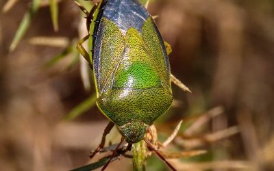 Gorse Shieldbugs – Piezodorus lituratus