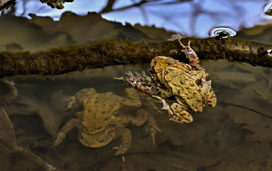 Toads in amplexus - © Roger Plant