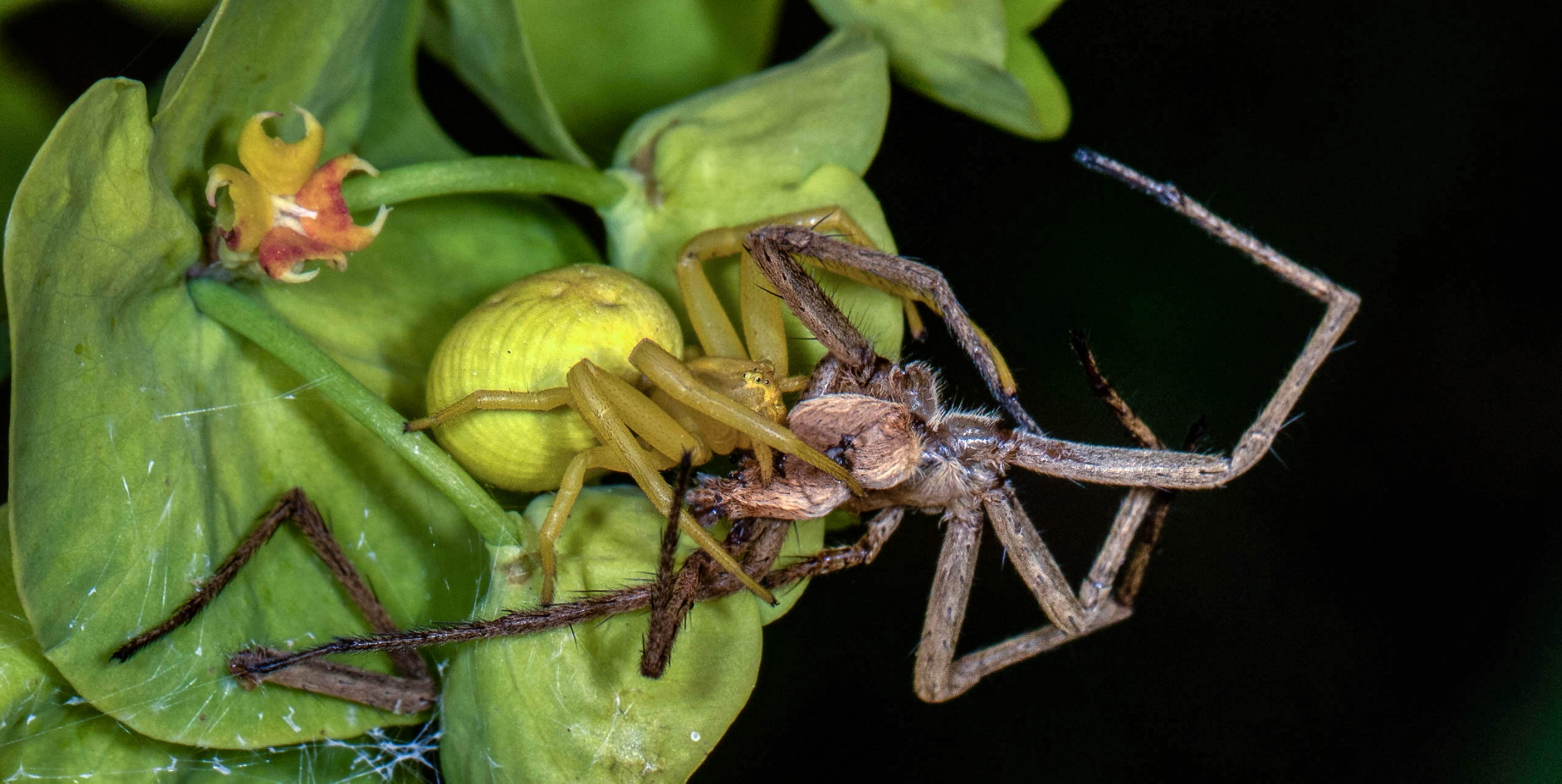 Crab Spider - Misumena vatia - with prey