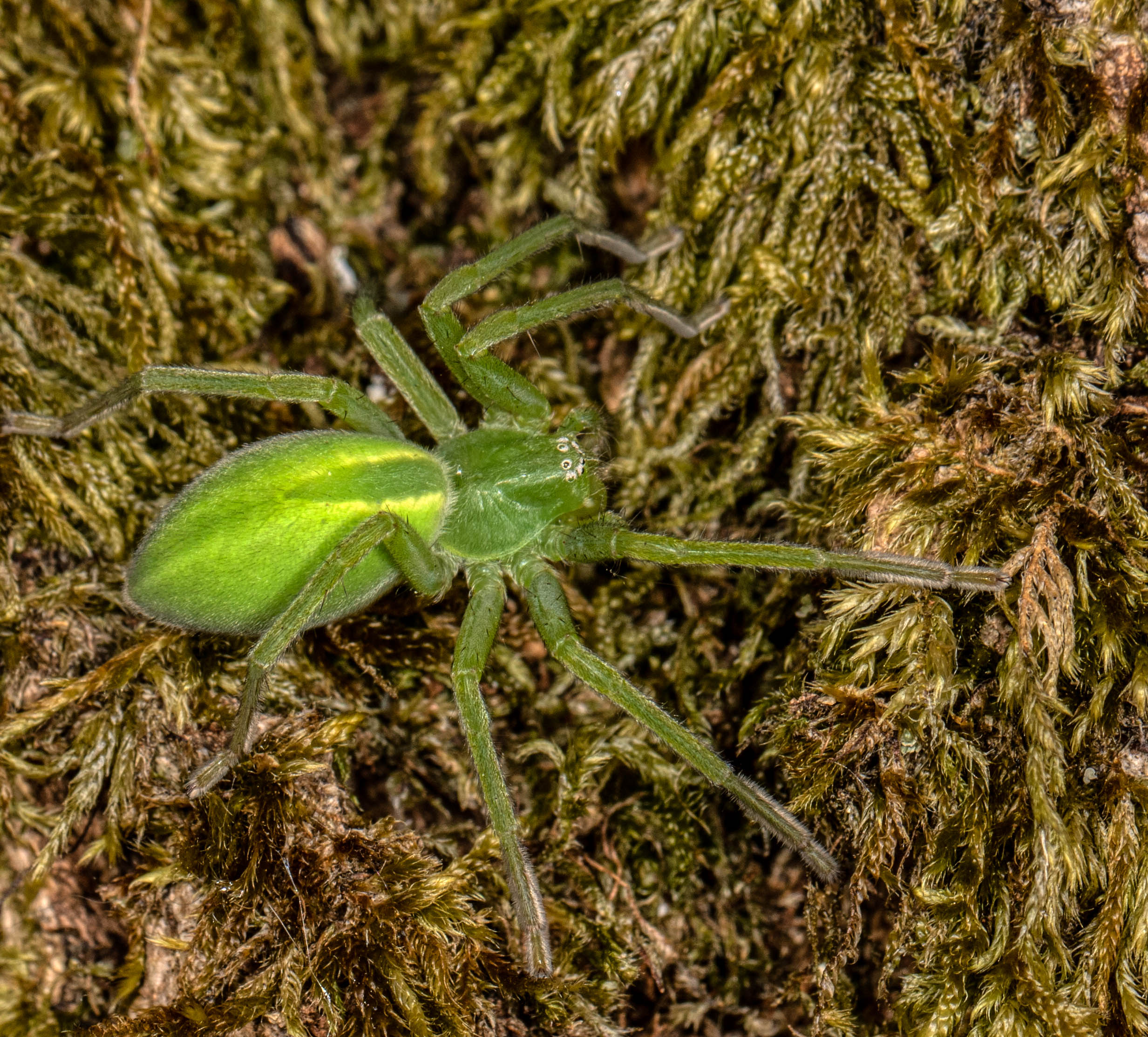 Green Huntsman  - Micrommata virescens (female)