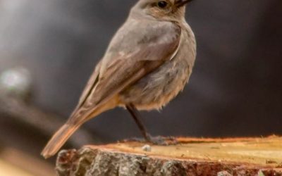 News just in … Black Redstart sightings!