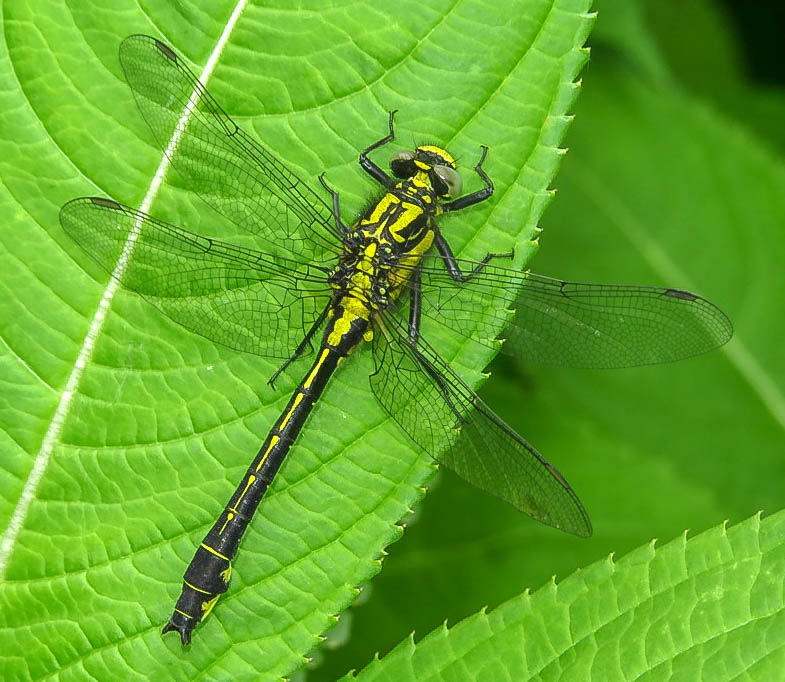 Clubtail Dragonfly ♂ - Mike Averill