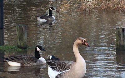 Swan Goose in Bewdley
