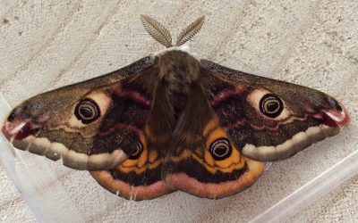 Emperor Moth – Saturnia pavania