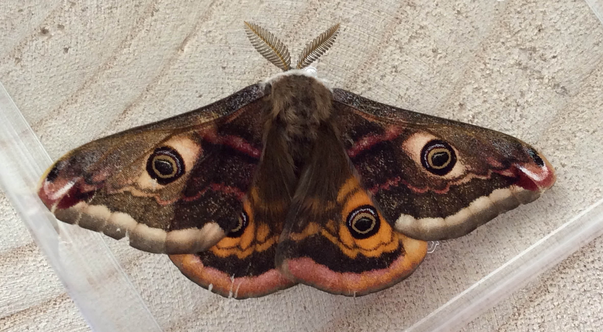 Emperor Moth - Saturnia pavonia ♂   - Mary Singleton