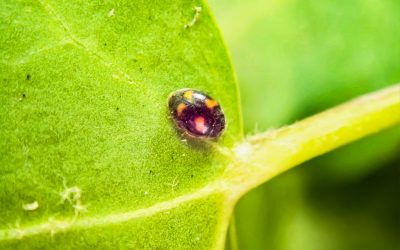 Ladybird – Nephus quadrimaculatus