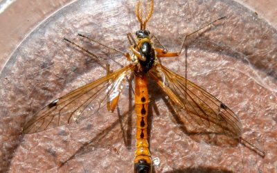 Cranefly – Tanyptera atrata