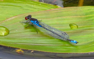 New damselfly species (the 24th) has arrived in the Wyre Forest area