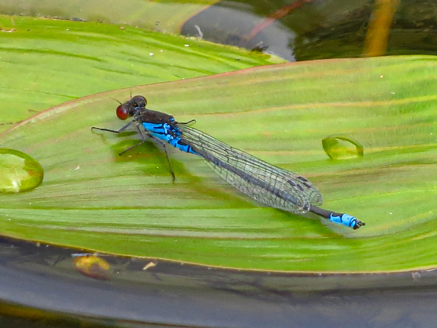 Small Red-eyed Damselfly - Mike Averill