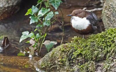 A quite moment of reflection for a Dipper in Dowles