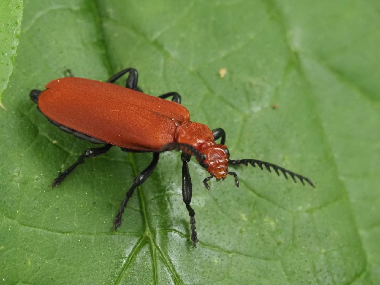 Common Cardinal beetle - Rosemary Winnall