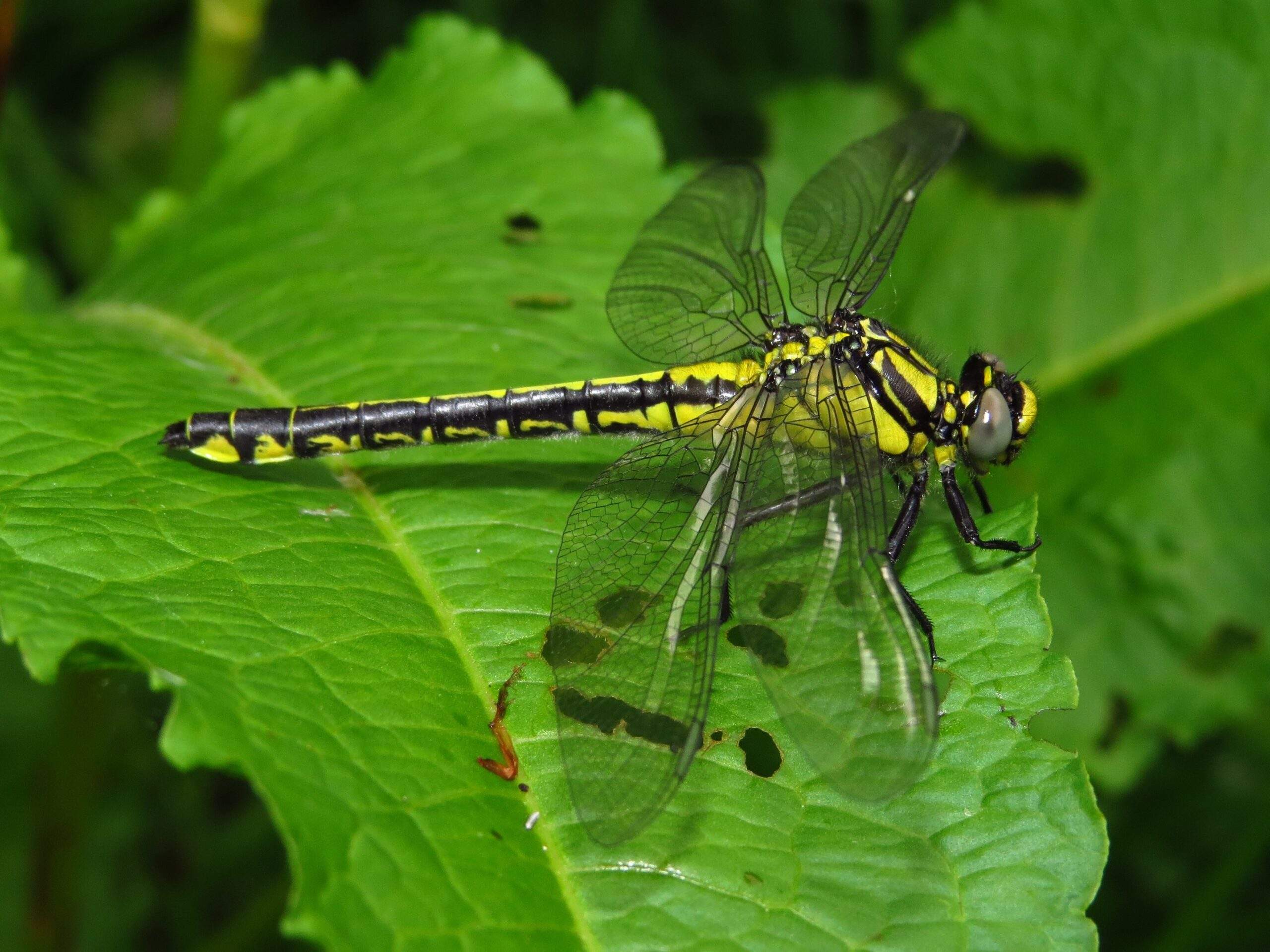 Club-tailed Dragonfly ♀ - Mike Averill