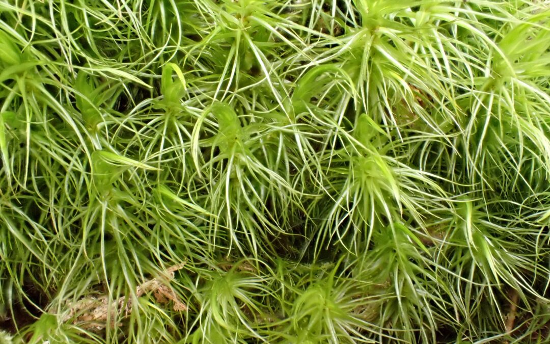 Greater Fork-moss – Dicranum majus