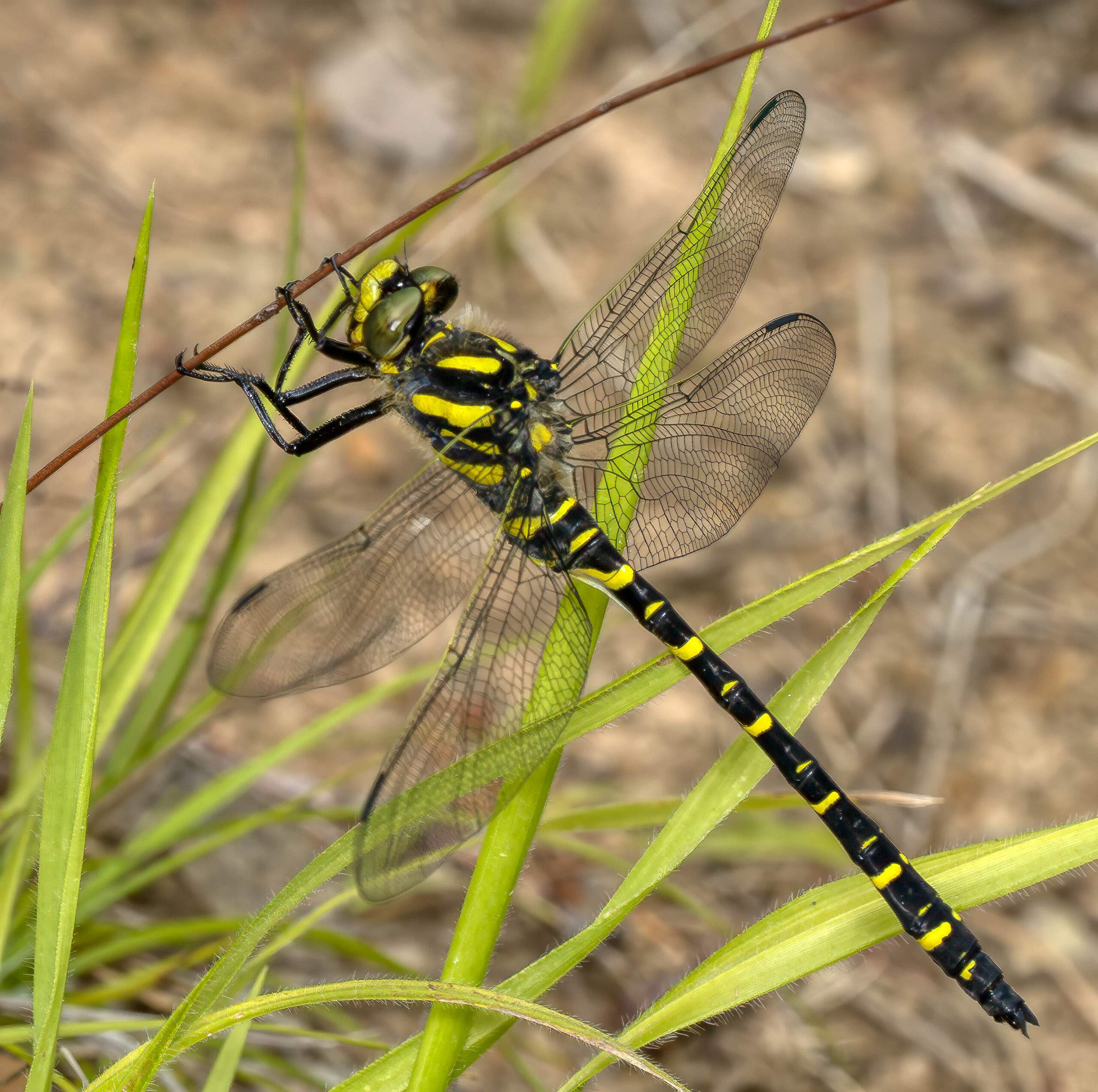 Golden-ringed Dragonfly ♂ - Cordulegaster boltonii