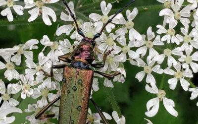 Musk beetle – Aromia moschata