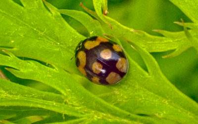 Adalia decempunctata (10-spot Ladybird)