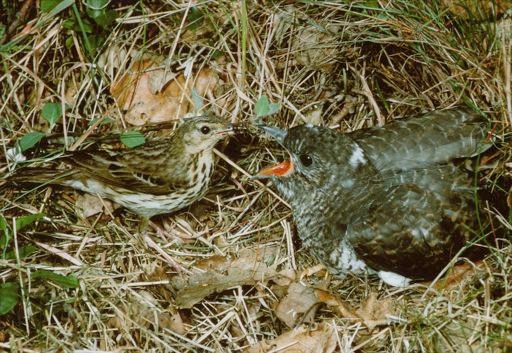Cuckoo chick being fed by Meadow Pipit