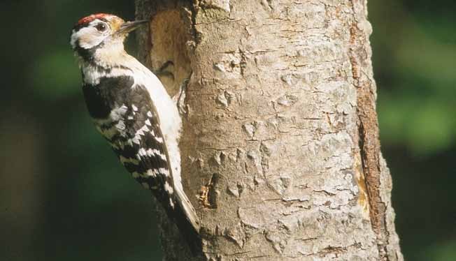 Lesser spotted Woodpecker - Dendrocopos minor