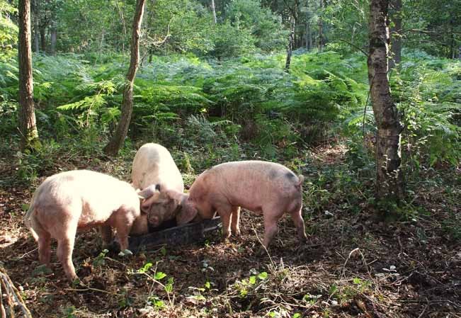 Gloucester Old-spot pigs in Wyre Forest
