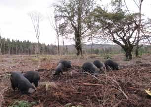 Pigs in Wyre