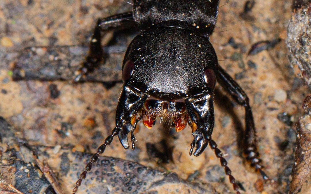 Rove Beetle – Staphylinus olens