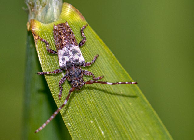 Greater Thorn-tipped Longhorn Beetle –                           Pogonocherus hispidulus