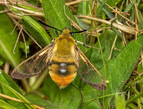 Narrow-bordered Bee Hawk-moth